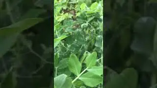Зеленый горошек из детства