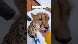 гепард  мурчит громко и мило