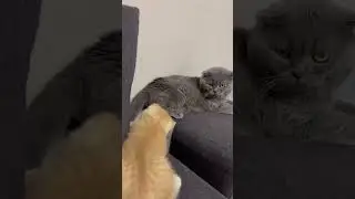 Bonaparte & Misha
