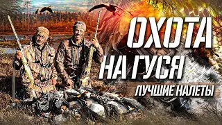 Охота на гуся. Гомон гусиных стай разбудят воспоминания !