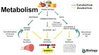 Metabolism: Thermodynamics, Redox (Reduction-Oxidation) Reactions, Fermentation