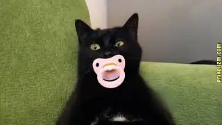 Приколы с кошками и котами #1 Кот сосущий соску
