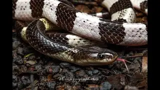 [Viet Snake Rescuer] - Snake release series - Release Malayan krait and more!