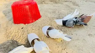 3 Hole Pipe Birds Catching Trap Using Plastic Basket | Best Trap Ideas | 