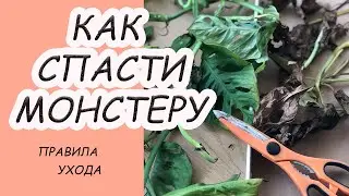 Монстера замерзла. Как спасти растение? Правила ухода?