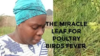 The miracle leaf for poultry birds FEVER 🧑‍🌾