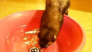 Ferret Trying to Get an 8 Ball