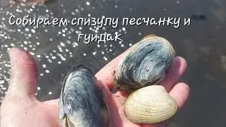 Собираем ракушку на Сахалине, тихая рыбалка