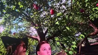 Wizard Of Oz apples from the sphere falling 