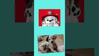 Patrulha canina filhotes