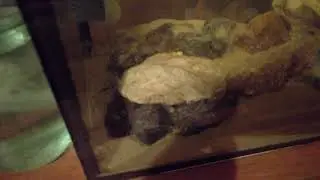Принцесса Бурунди(Neolamprologus Brichardi) #14 Ночная жизнь принцесс. ¥ Night life princess.