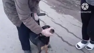 нас попросили забрать ротвейлера дэмо версии