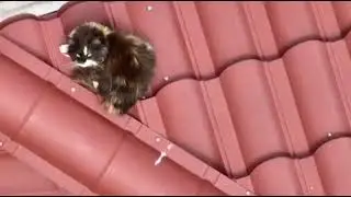 Подтопление после взрыва на Каховской ГЭС. Кот на крыше