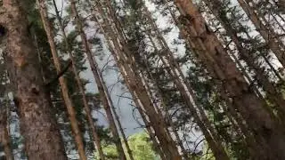 На Кандры надвигается штормI Вековые сосны гнутся под ветром