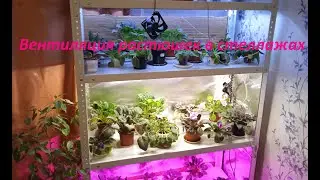 Seedlings are being stretched? Ventilation of the rack. Without FUNGUS and MOLD