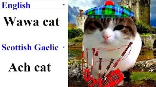 Wawa cat in different languages meme