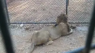 My daughter cute talk@tirupati zoo#zoo #lions #wildlife #tirupati zoo#zooanimals 