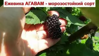 ЕЖЕВИКА АГАВАМ - МОРОЗОСТОЙКИЙ сорт с ШИПАМИ. СРЕДНЯЯ ЯГОДА. ОПИСАНИЕ СОРТА, характеристики ОТЗЫВЫ