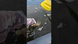 Красивая рыба красиво плывёт! #shorts