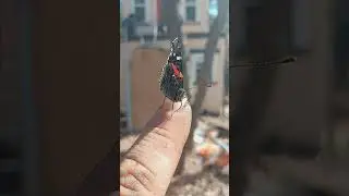 She's my butterfly