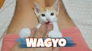 Wagyo loves you! Meow 😺