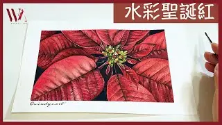 How to paint a Poinsettia for your Christmas card using watercolor- Windy Shih
