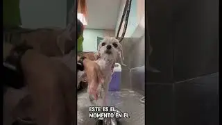 🐶 CONSEJOS PARA AYUDAR A TU PELUDO A LA HORA DEL BAÑO 🫧