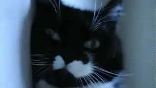 Leila.AVI