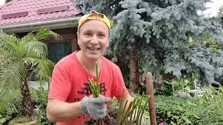 Дневник дачника 21 . Мой канал в Дзен https://dzen.ru/id/66b48dcfec535d1ef9d24fd8?share_to=link