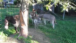 Donkeys Braying