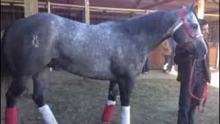 EL SULTAN - GRUPO LABERINTO