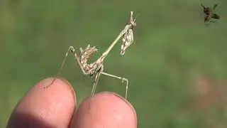 Empusa fasciata - Peygamber devesi Böceği