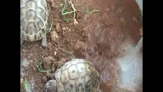 Oxfam Climate Change - Turtles