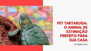 Pet Tartaruga: o animal de estimação perfeito para sua casa
