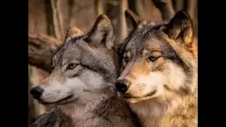 ВОВЧИЦЯ