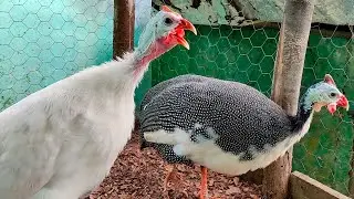 Debes Ver Este Video Antes de Tener Gallinas de Guinea - Después de un Mes