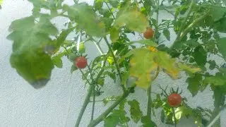 огурцы на балконе первый урожай помидор на балконе перцы земляника