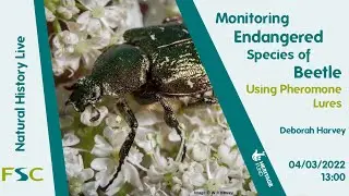 Monitoring Endangered Species of Beetle Using Pheromone Lures (Natural History Live)