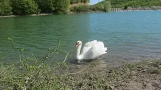 Неудавшаяся рыбалка. Лебедь не позволял подходить к воде...