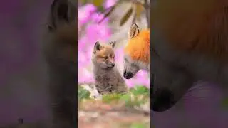 Лисенок, держи мою лапу! Заходи! #свидание мечты