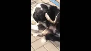 Гимнастика  утром