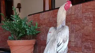 murgi bacche गाय hen Masri Murgiya 🥰#murga #murga_murgi #aseelmurga #shiva0005