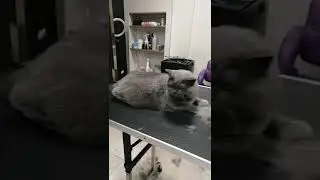 Вычес кошки без мытья первый раз за 10 лет