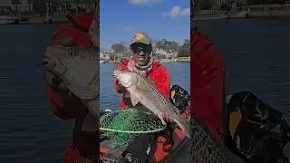 Kayak Puppy Drum. #fishing #maryland #fish #reddrum