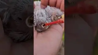 How often do you have to feed a baby bird ? #shorts