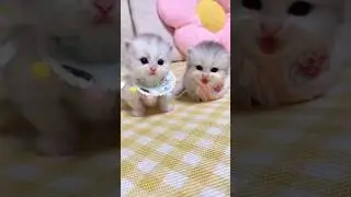 Aww lindos GATITOS Bebes 😍#gatitos #animals #divertidos #gatos #perros #animales #lindos #mascotas