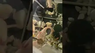 Реакция аксолотля на хозяев 
