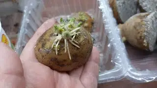 Рассада картофеля