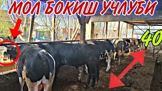 УЙ ШАРОИТИДА МОЛ БОКИШ УСЛУБИ