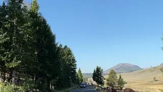 Yellowstone Bison Stampede